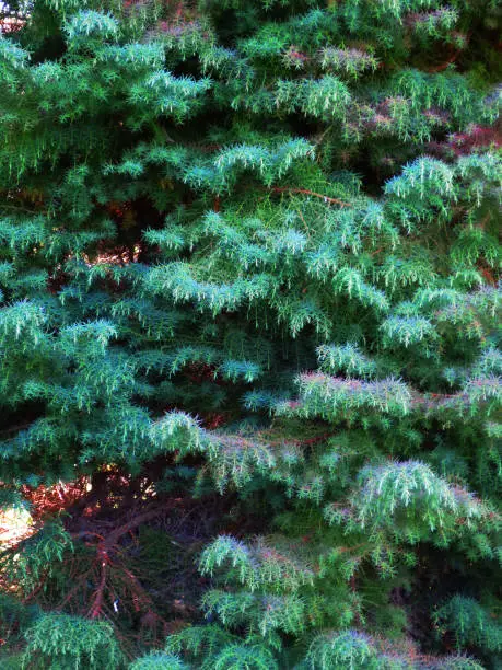 An intricate fir tree in Blarney, Ireland.