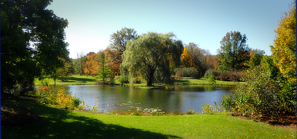 An Ohio pond on a fall day in Ohio with willow tree.