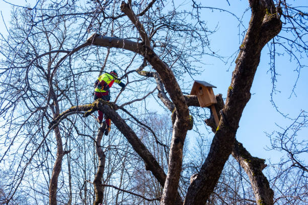 istock Man pruning tree tops using a saw. Lumberjack wearing protection gear and sawing branches after storm in the city. High risk job 1269318510