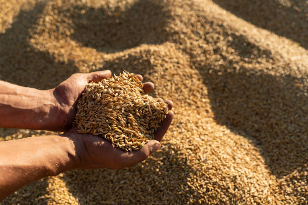 istock Farmer holds barley grain in his hands 1269319131