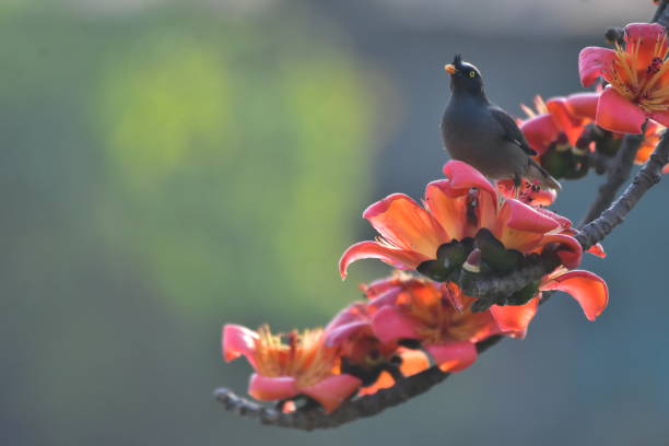 istock Javan myna at tree branch with flower 1269319753