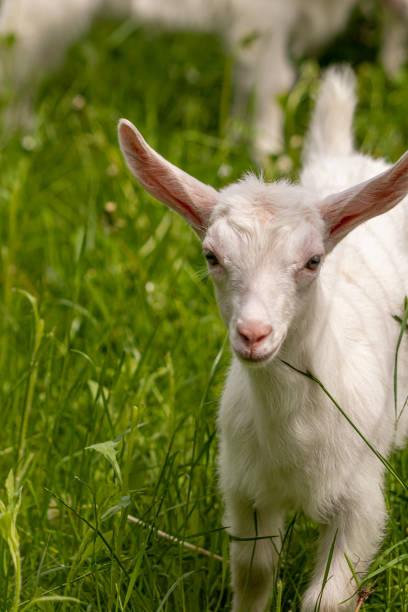 istock Small white domestic goat grazing, close up 1269321307