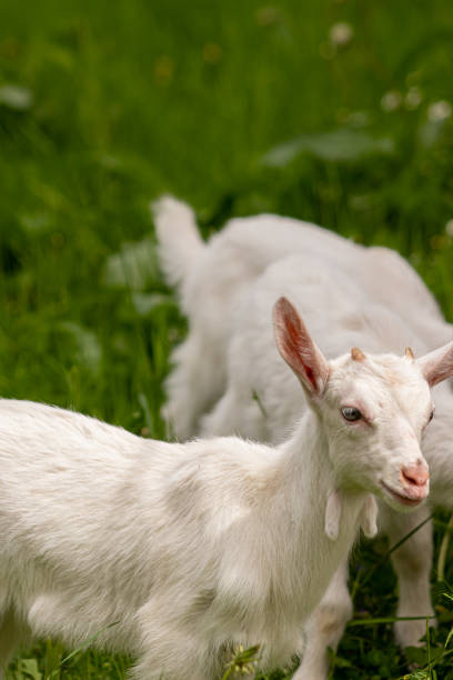 istock Small domestic goat grazing 1269321331