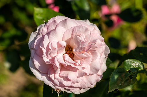 Blooming flowers of roses on the branch in the garden