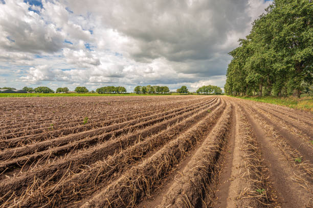 картофельные хребты незадолго до сбора урожая - polder autumn dirt field стоковые фото и изображения