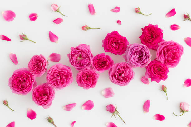 istock Pink roses and petals on a white background. 1269323830