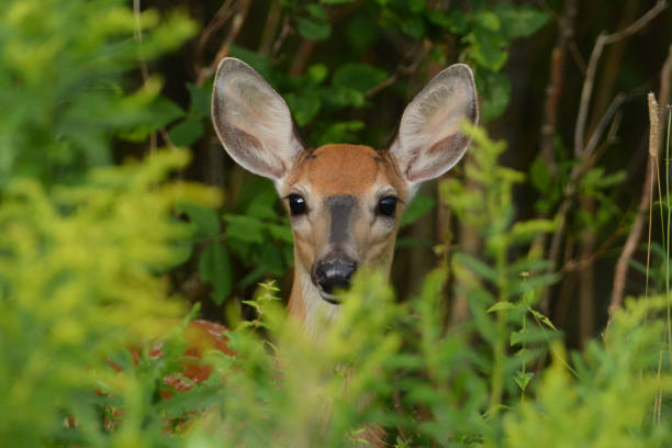 Close up of a baby fawn White Tail Deer peeking out of the foliage