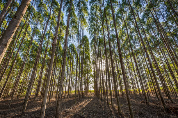 ブラジルの田舎の木材産業のためのユーカリプランテーション。 - eucalyptus wood ストックフォトと画像