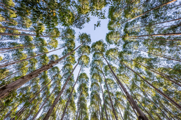 ブラジルの田舎の木材産業のためのユーカリプランテーション。 - eucalyptus wood ストックフォトと画像