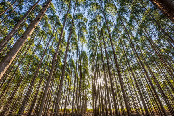 plantation d’eucalyptus pour l’industrie du bois dans la campagne du brésil. - eucalyptus photos et images de collection