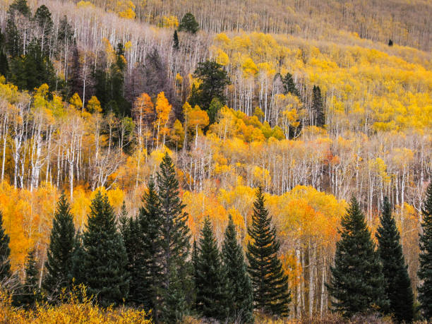 istock Golden and Green Foliage 1269329317
