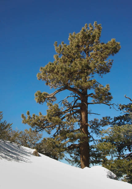 istock Tall evergreen tree against a blue sky with snow on the ground 1269329427