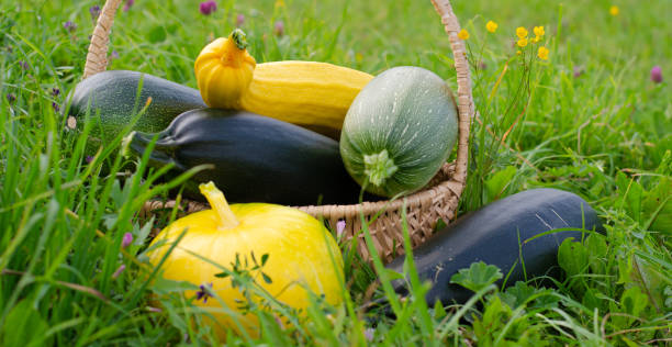 verdure autunnali in un cesto su uno sfondo di prato verde. raccolta di zucchine e zucca gialla posta in un cesto in una giornata di sole. - farmers market agricultural fair agriculture beet foto e immagini stock