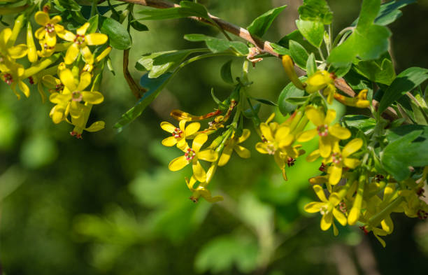 weicher fokus der gelben ribes aureum blüte blühen. blumen goldene johannisbeere, nelken johannisbeere, pflaume beere und büffel johannisbeere auf grünem bokeh hintergrund. naturkonzept für design. ort für ihren text - organic dried fruit berry fruit dried food stock-fotos und bilder