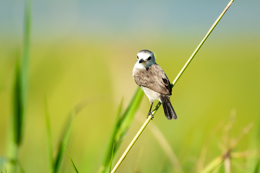 small bird on the rice field