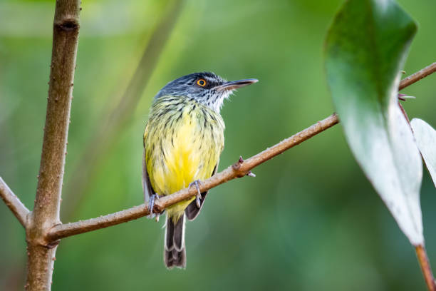istock A Spotted Tody perching in the forest. Tropical Bird perching on a branch. Bird in the forest. Bird with tropical background. 1269331930