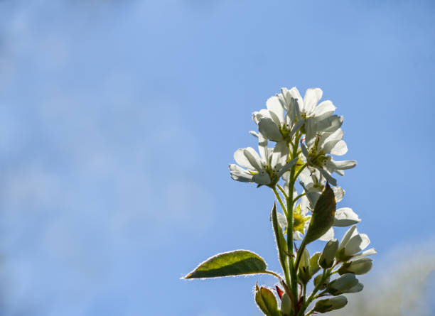 青空背景にアメランキエカナデンシス、サービスベリー、シャドベリーまたはジューンベリーの木の白い花。選択的フォーカスクローズアップ。任意の壁紙のための風景。テキストの場所が� - shadberry ストックフォトと画像