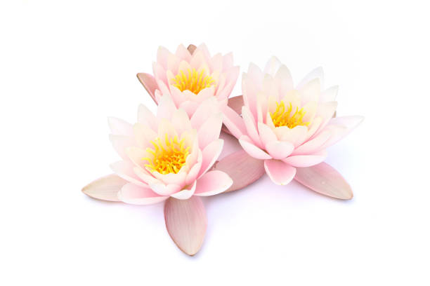 Lotus flowers blooming.