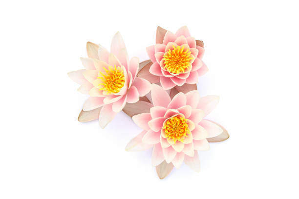 Lotus flowers blooming, top view.