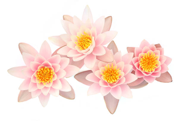 Lotus flowers blooming, top view.