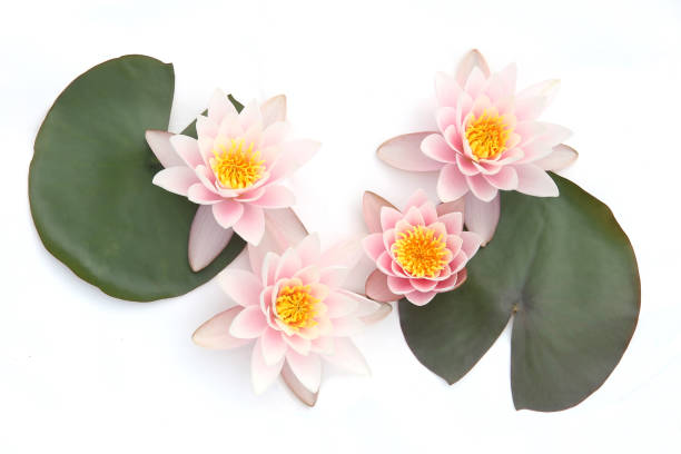 water lilies with leaves isolated on white background. - white water lily imagens e fotografias de stock