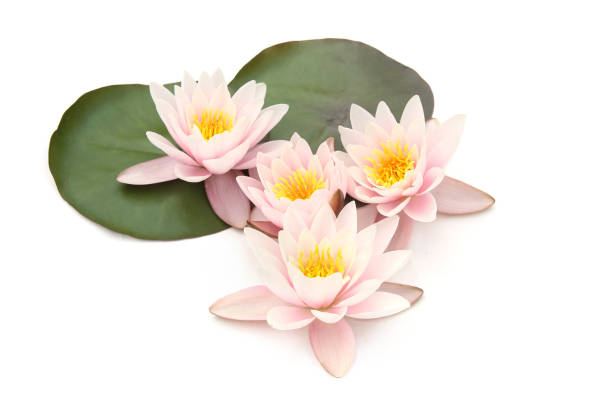istock Water lilies with leaves isolated on white background. 1269332264
