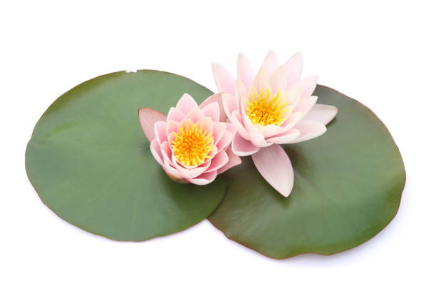 Lotus flowers blooming.