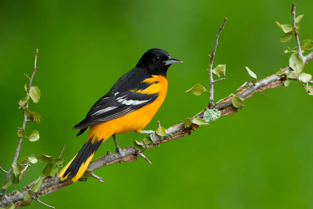 istock North American bird species, the Baltimore Oriole (Icterus galbula). 1269334012