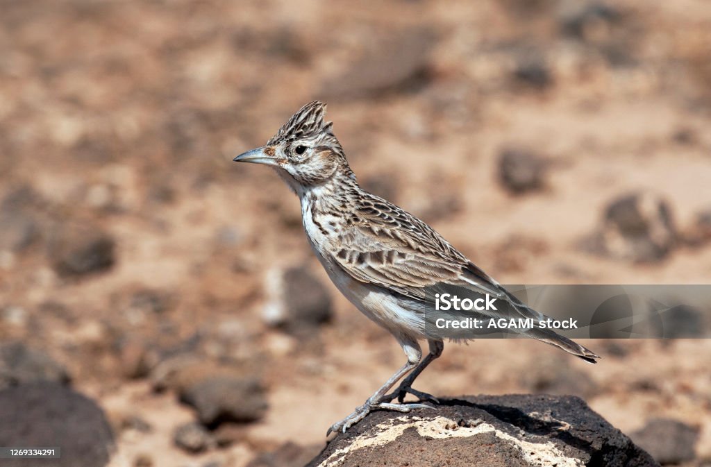 Raso Lark, Alauda razae Adult male Raso Lark (Alauda razae) perched on a rock in its territory. Big bill typical for sex. Africa Stock Photo Raso Lark, Alauda razae Adult male Raso Lark (Alauda razae) perched on a rock in its territory. Big bill typical for sex. Africa Stock Photo