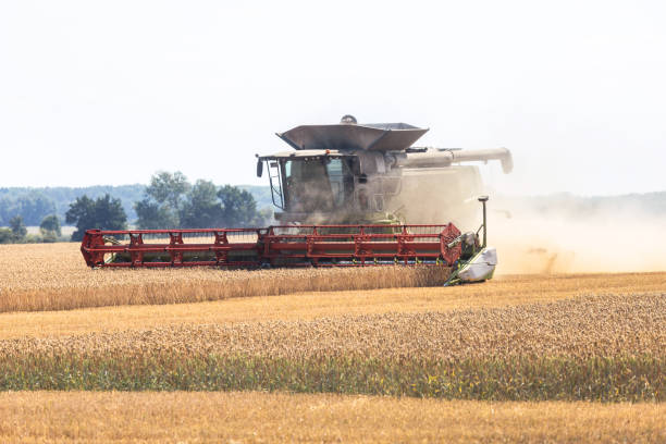 istock a modern combine harvests a wheat field 1269334990