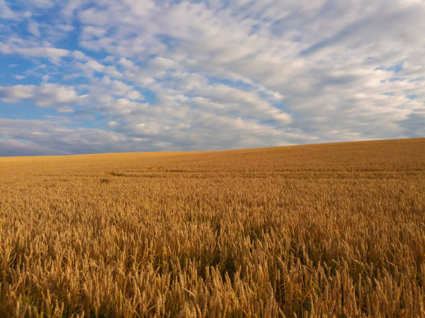 istock Yellow wheat field and blue sunny sky 1269337781