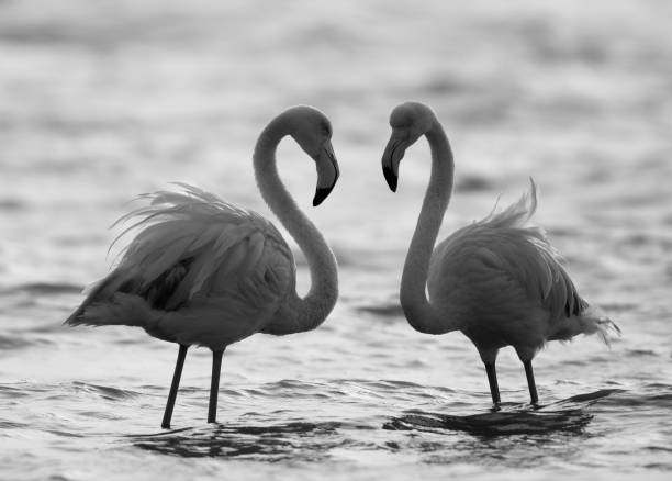 Flamingos are beautiful and gregarious wading birds