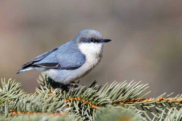 istock North American bird species: Pygmy Nuthatch 1269340860