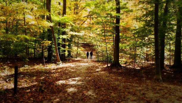 casal em caminho arborizado - oh beautiful - fotografias e filmes do acervo