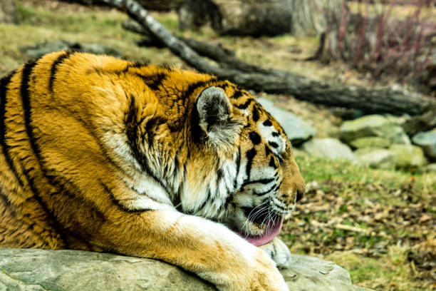 istock Siberian (Amur) tiger looks over his territory while rssting on a rock. Calgary Zoo, Calgary, Alberta, Canada 1269341251