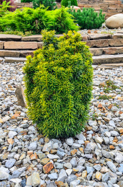 Dwarf Japanese yew with variegated foliage cultivar 'Dwarf Bright Gold' Dwarf Japanese yew (Taxus cuspidata) with variegated foliage cultivar 'Dwarf Bright Gold' - green leaves with yellow border. Beautiful ornamental plant for gardening, landscape design. Selective focus taxus cuspidata stock pictures, royalty-free photos & images
