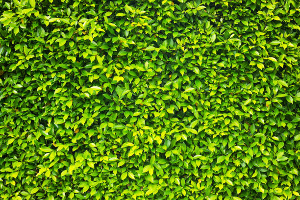 istock Dense tropical hedge and green leafs 1269341614