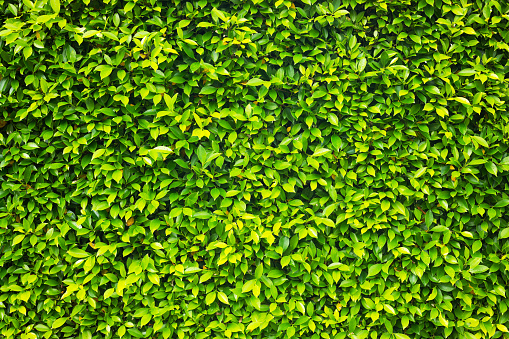 Dense tropical hedge and green leafs in Thailand