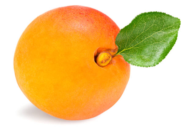 istock single apricot fruit with green leaf isolated on white background. full depth of field 1269343756