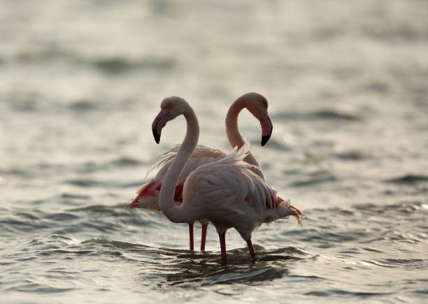 istock Flamingos are beautiful and gregarious wading birds 1269343932