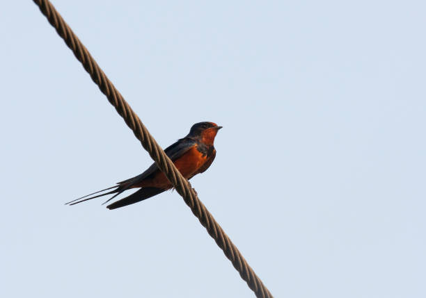 Red-rumped Swallow.The red-rumped swallow (Cecropis daurica) is a small passerine bird in the swallow family. It breeds in open hilly country of temperate southern Europe and Asia from Portugal and Spain to Japan, India, Sri Lanka and tropical Africa. The Indian and African birds are resident, but European and other Asian birds are migratory. They winter in Africa or India and are vagrants to Christmas Island and northern Australia.Red-rumped swallows are somewhat similar in habits and appearance to the other aerial insectivores, such as the related swallows and the unrelated swifts (order Apodiformes). They have blue upperparts and dusky underparts.They resemble barn swallows, but are darker below and have pale or reddish rumps, face and neck collar. They lack a breast band, but have black undertails. They are fast fliers and they swoop on insects while airborne. They have broad but pointed wings.Red-rumped swallows build quarter-sphere nests with a tunnel entrance lined with mud collected in their beaks, and lay 3 to 6 eggs. They normally nest under cliff overhangs in their mountain homes, but will readily adapt to buildings such as mosques and bridges.They do not normally form large breeding colonies, but are gregarious outside the breeding season. Many hundreds can be seen at a time on the plains of India.