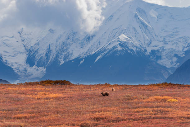 istock Grizzly bear Sow and Cutb in Autumn 1269346677