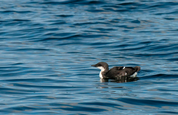 istock Thick-billed Murre, Uria lomvia 1269346922