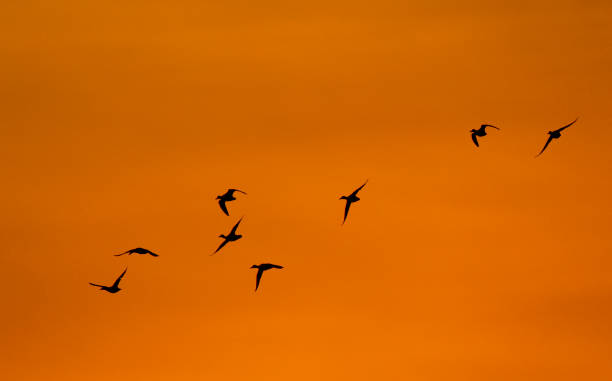 istock Northern Shoveler, Anas clypeata 1269347039