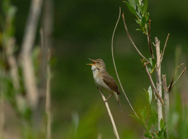 istock Blyth's Reed Warbler, Acrocephalus dumetorum 1269347215