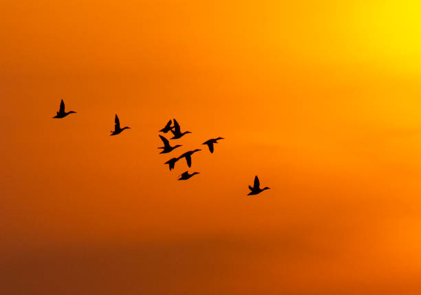 istock Northern Shoveler, Anas clypeata 1269348364