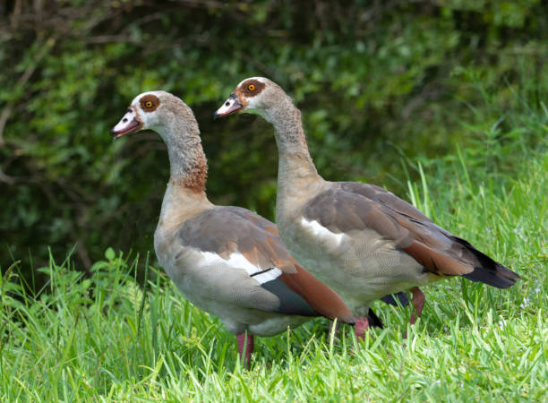 istock Love Pair of Egyptian Geese 1269348408