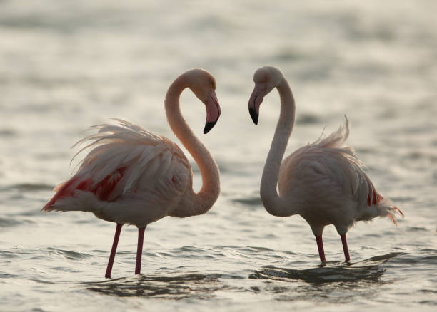 istock Flamingos are beautiful and gregarious wading birds 1269348531