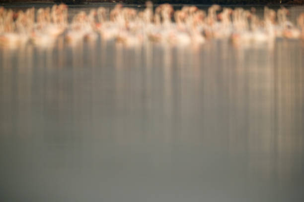 An abstract : Greater Flamingo at Aker creek, Bahrain.  An out-of-focus bokeh