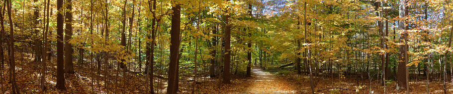 Panoramic shot of a path through the woods on an autumn day in Ohio